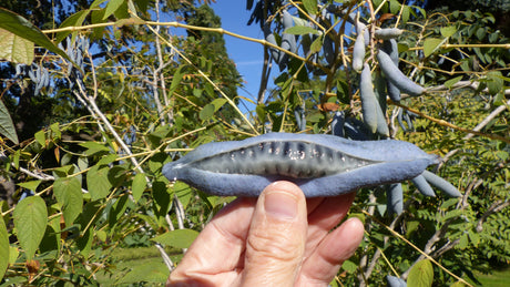 7 BLUE SAUSAGE FRUIT Edible & Ornamental Decaisnea Fargesii Tree Shrub Seeds