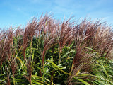 10 RED MAIDEN GRASS Miscanthus Sinensis Plumes Ornamental Flower Seeds