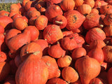 30 GOLDEN HUBBARD SQUASH Genesee Red Buttercup Cucurbita Pepo Vegetable Seeds