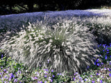 25 DWARF FOUNTAIN GRASS Pennisetum Alopecuroides Hardy Ornamental White Plume Seeds