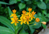 10 SILKY GOLD MILKWEED Butterfly Weed Asclepias Curassavica Monarch Flower Seeds