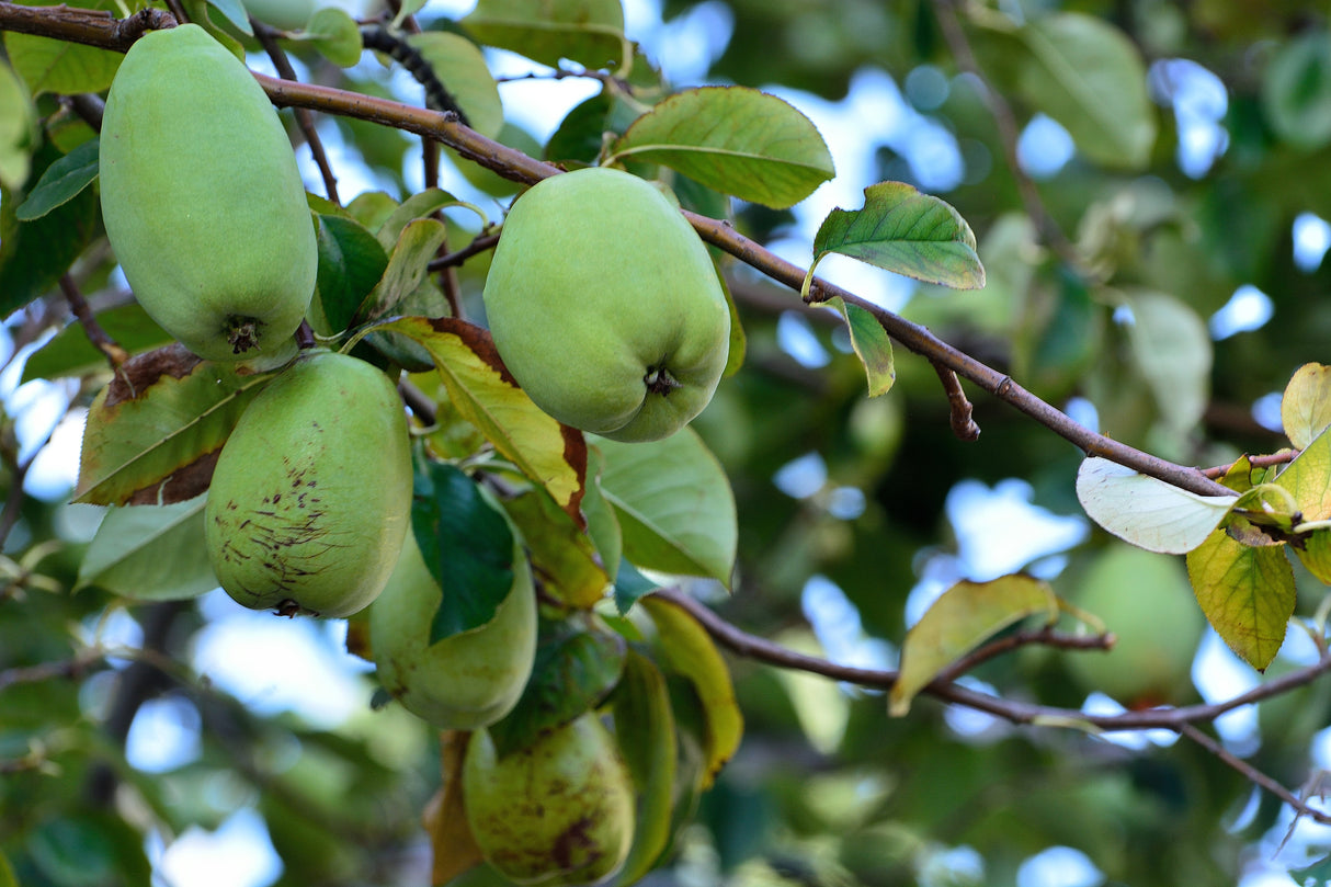 20 Chinese QUINCE FRUIT TREE Chaenomeles Sinensis Pseudocydonia Fruit Flower Seeds Thornless