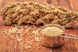 75 WHITE POPPING SORGHUM Bicolor Snack Vegetable Flour Grain Seeds