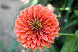 250 SALMON QUEEN ZINNIA Elegans California Giant Double Flower Seeds