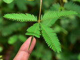 100 MIMOSA Pudica / SENSITIVE PLANT / Touch Me Not Flower Seeds