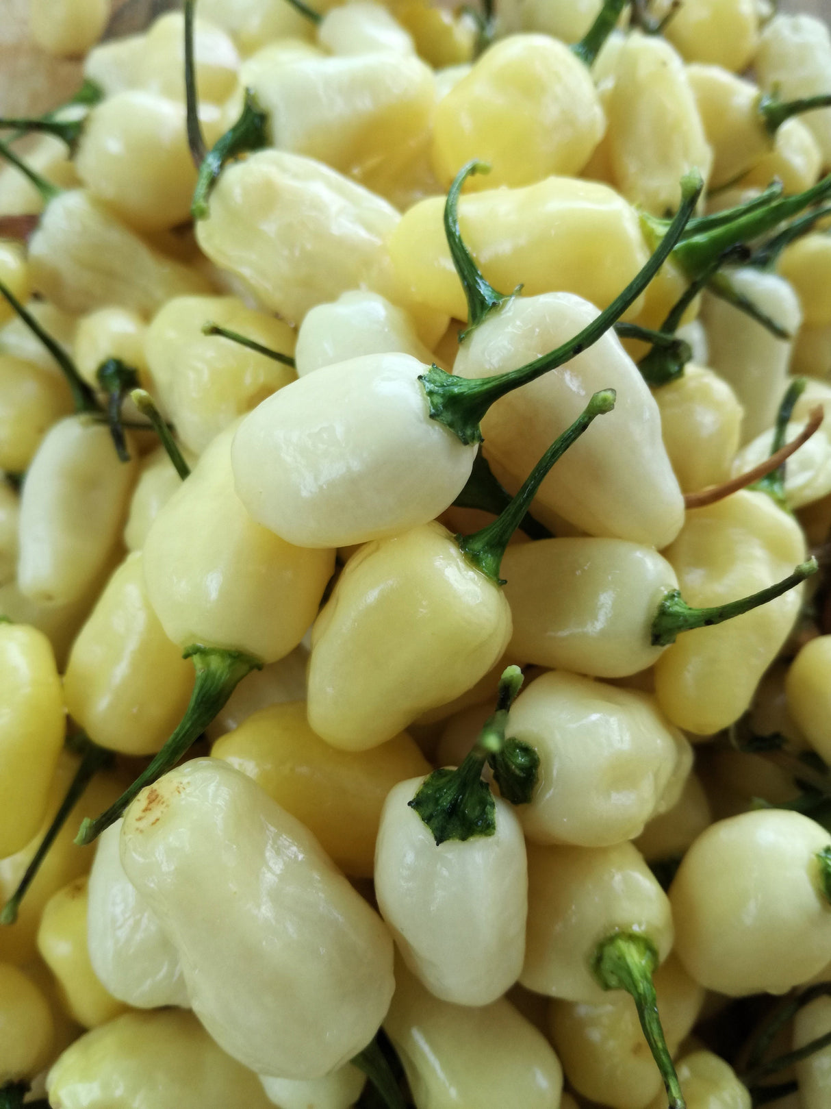 50 Hot WHITE HABANERO PEPPER Capsicum Chinense Vegetable Seeds