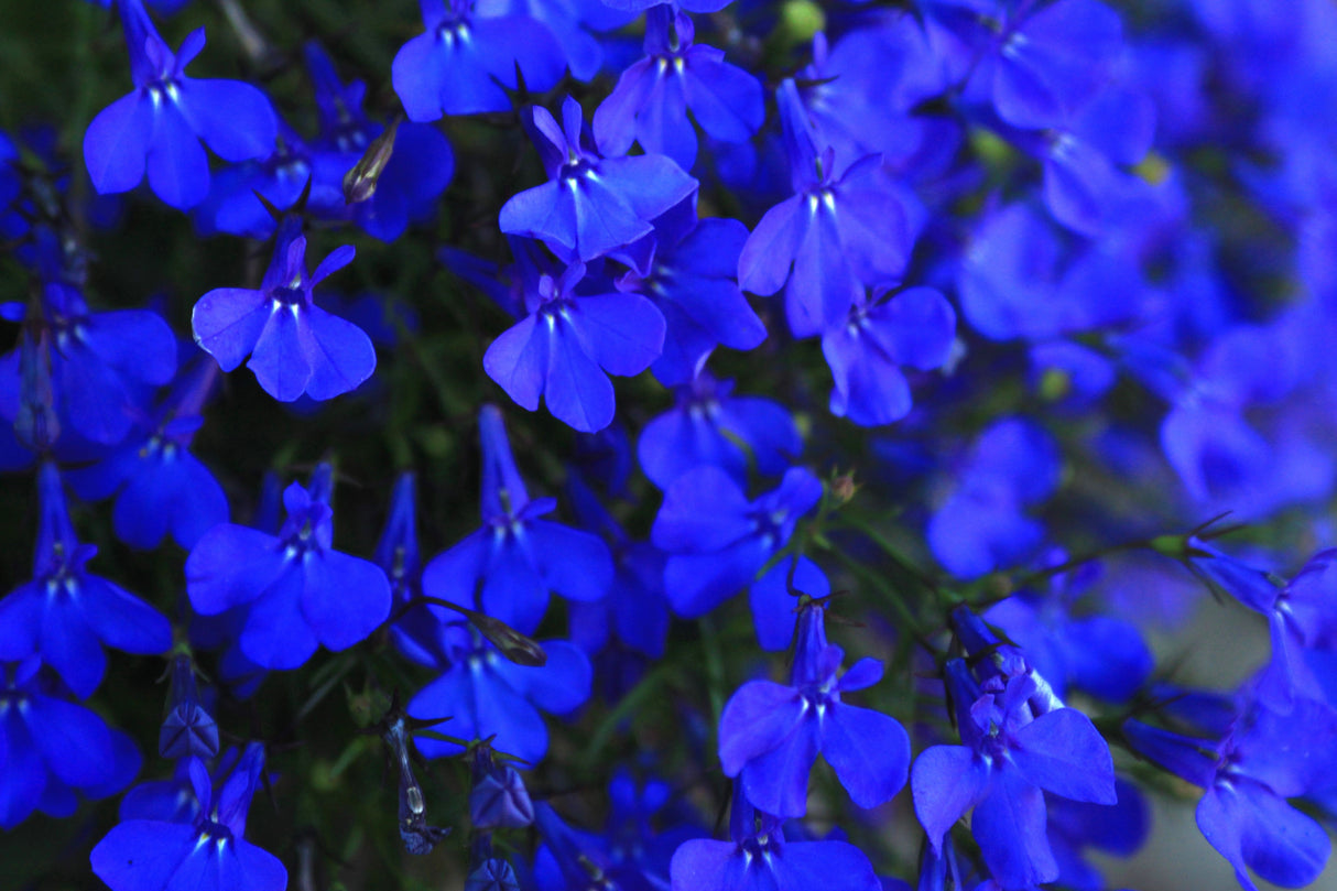 200 Electric Blue MONSOON LOBELIA Erinus Flower Seeds