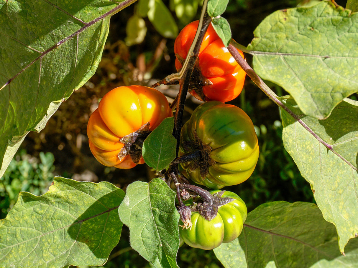 25 RUFFLED RED EGGPLANT Pumpkin On A Stick Edible & Ornamental Solanum Melongena Seeds