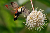 50 BUTTONBUSH / HONEYBALL Cephalanthus Occidentalis White Hummingbird Flower Bush Shrub Seeds