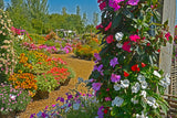 50 MIXED COLORS Dwarf IMPATIENS Walleriana Part Sun or Full Shade Red, White, Pink, Carmine, Scarlet, & Orange Flower Seeds