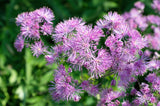 5 COLUMBINE MEADOW RUE Thalictrum Aquilegifolium Purple Pink Flower Seeds
