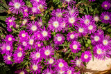 25 STARDUST ICE PLANT Mesembryanthemum Delosperma Floribunda Perennial Purple & White Flower Seeds