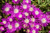 25 STARDUST ICE PLANT Mesembryanthemum Delosperma Floribunda Perennial Purple & White Flower Seeds