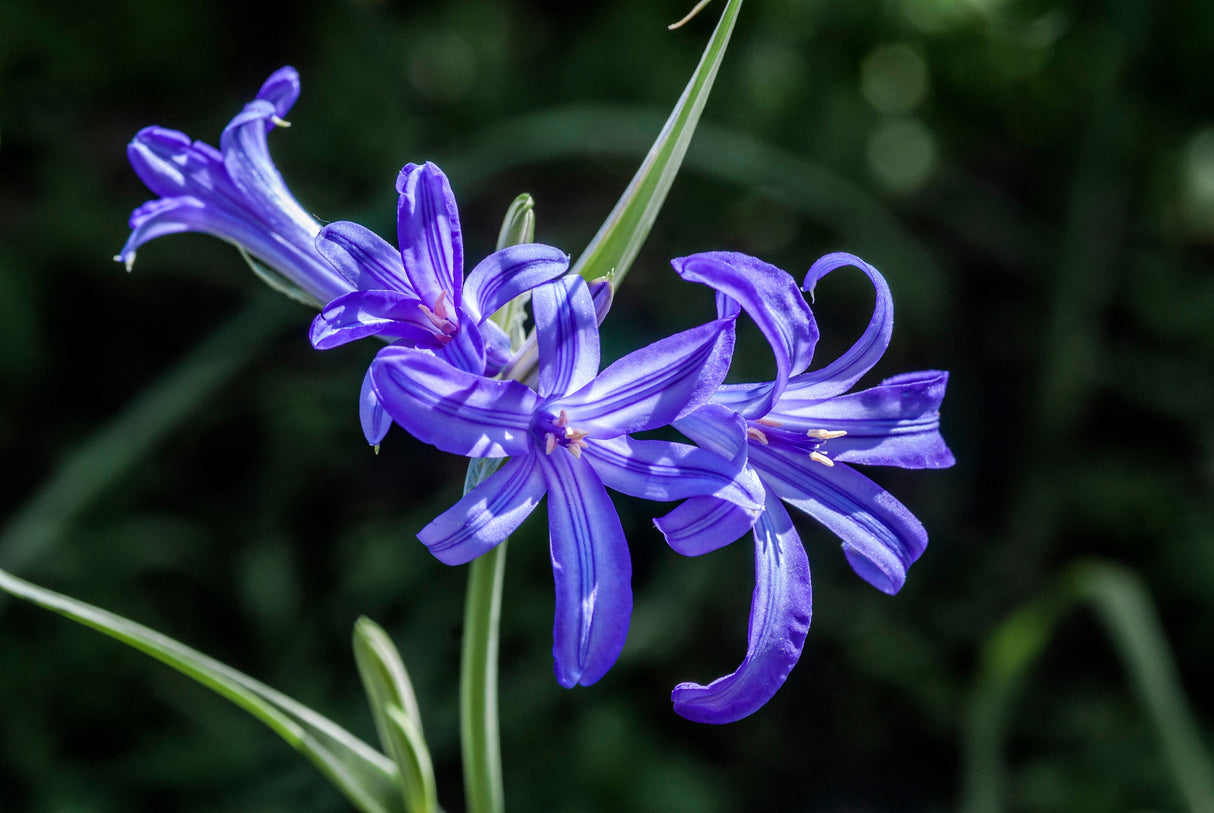 10 BLUE SIBERIAN LILY Mountain Ixia Altai Ixiolirion Tataricum Flower Seeds