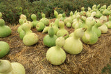 20 BIRDHOUSE GOURD (Hard Shelled Gourd / Calabash) Lagenaria Siceraria Vine Seeds