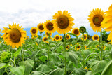 10 Early MAMMOTH RUSSIAN SUNFLOWER Helianthus Annuus Flower Seeds