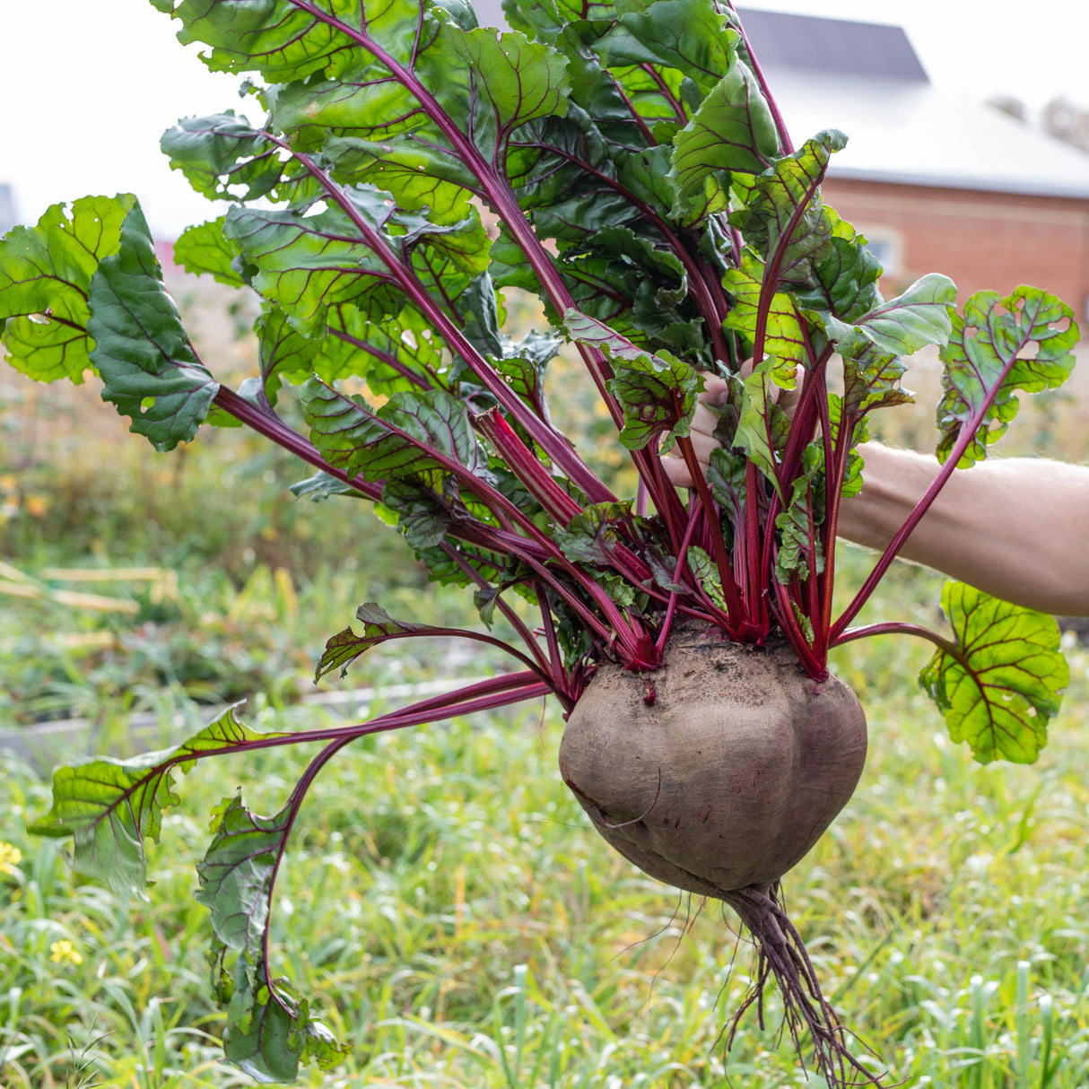75 Giant Red BEET Mangelwurzel Mangel Mangold Wurzel Mammoth Long Beta Vulgaris Seeds