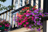 250 MIXED COLORS PETUNIA Flower Seeds