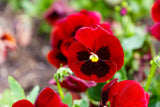 50 RED & BROWN PANSY Swiss Giant Violet Viola Wittrockiana Flower Seeds