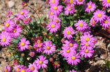 200 Mixed Colors SWAN RIVER DAISY Brachyscome Iberidifolia Flower Seeds