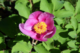 15 Pink WOOD'S ROSE Bush Mountain Rose Rosa Woodsii Fragrant Flower Seeds