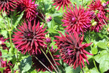 25 CACTUS DOUBLE DAHLIA Mix Variabilis Mixed Colors Hummingbird Flower Seeds