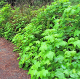 50 THIMBLEBERRY Rubus Parviflorus Edible Red Berry Fruit Native White Flower Sun or Shade Shrub Seeds