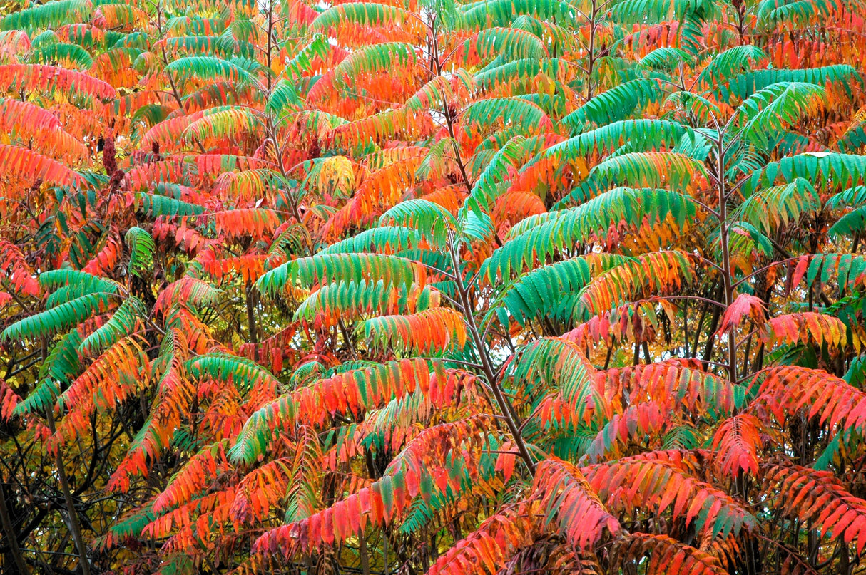 75 SMOOTH SUMAC TREE Red Berries Rhus Glabra Borealis Seeds