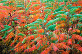 75 SMOOTH SUMAC TREE Red Berries Rhus Glabra Borealis Seeds
