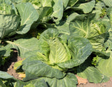 300 CHARLESTON WAKEFIELD CABBAGE Heirloom Cone Brassica Oleracea Vegetable Seeds