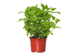 250 PEPPERMINT MINT Mentha Piperita Herb Flower Seeds