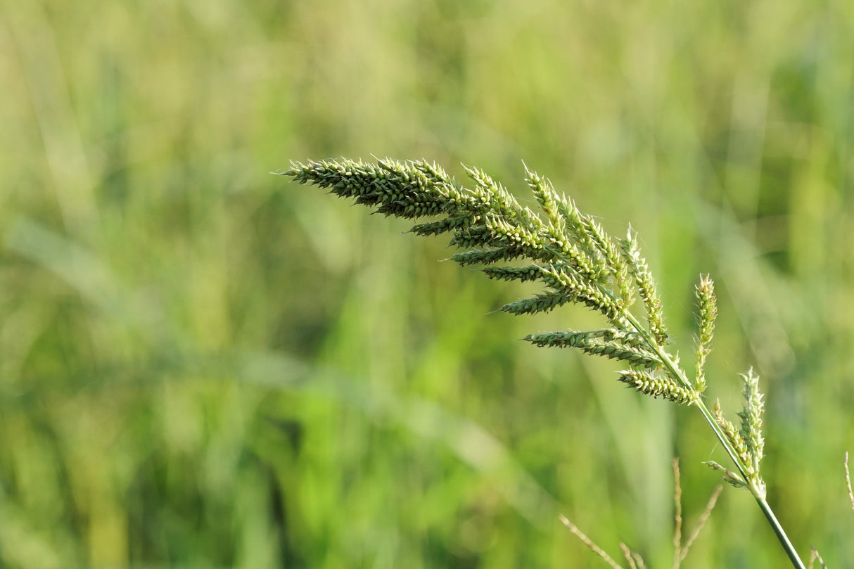 150 JAPANESE MILLET Billion Dollar Grass Grain Echinochloa Frumentacea Seeds