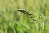 150 JAPANESE MILLET Billion Dollar Grass Grain Echinochloa Frumentacea Seeds