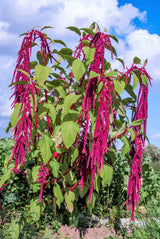 500 LOVE LIES BLEEDING Amaranthus Caudatus (Kiss Me Over The Garden Gate) Flower Seeds
