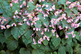500 BULK HARDY BEGONIA Grandis Rose Pink Perennial Sun - Shade Flower Seeds