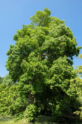 15 TULIP POPLAR TREE Yellow Flower Liriodendron Tulipifera Whitewood Seeds