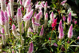 100 FLAMINGO FEATHER Wheat CELOSIA Spicata Pink & White Flower Seeds