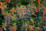 10 Red CIGAR PLANT Mexican Firecracker Cuphea Ignea Hummingbird Flower Seeds