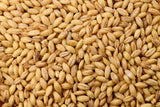 100 Common BARLEY Hordeum Vulgare Grain Grass Cover Crop Beer Seeds
