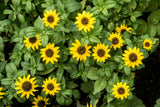 150 YELLOW CREEPING ZINNIA Sanvitalia Procumbens Seeds