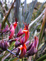 10 Purple NEW ZEALAND FLAX Phormium Tenax Purpureum Ornamental Grass Flower Seeds