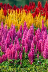 150 Mixed PAMPAS PLUMES COCKSCOMB Celosia Plumosa Flower Seeds