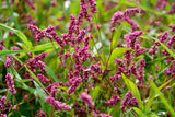 100 PINKWEED Smartweed Pink Knotweed Polygonum Wetland Flower Herb Seeds