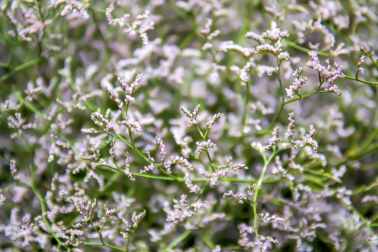 30 GERMAN STATICE White Sea Lavender Goniolimon Tataricum Limonium Flower Seeds