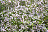 30 GERMAN STATICE White Sea Lavender Goniolimon Tataricum Limonium Flower Seeds