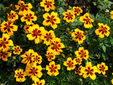 400 Dainty MARIETTA FRENCH MARIGOLD Tagetes Patula Red & Yellow Flower Seeds