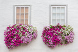 250 MIXED COLORS PETUNIA Flower Seeds