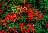 15 DWARF SACRED BAMBOO Heavenly Nandina Domestica Nana Pink Red Sun Shade Shrub Seeds