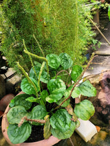 1000 CHINESE PLANTAIN Plantago Asiatica Herb Flower Seeds