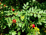 10 Yellow MANCHU ROSE Bush Rosa Xanthina Hummingbird Flower Seeds